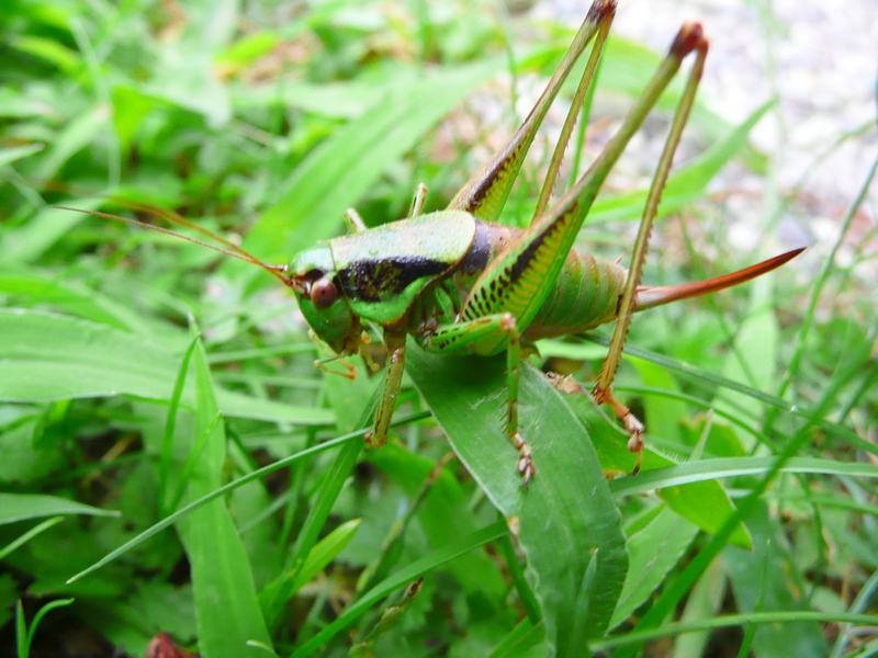 Eupholidoptera sp.